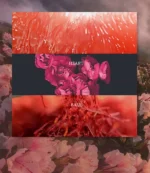 Luxury Brand Lasting Fragrance 75ml Perfume Women Body Spray Floral Scent - Image 17