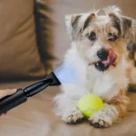 VickyHome Pet Dog Cat Grooming Hairdryers Professional 2800W Variable Speed Powerful Efficient Hair Fur Blower Dryer,3 Nozzles - Image 28